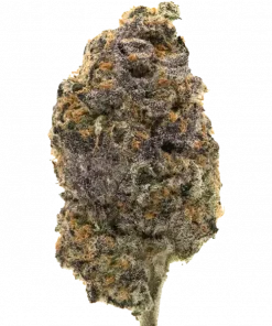 Donkey Milk, sert benzin kokusu ve yüksek THC içeriğiyle bilinen Indica dominant bir türdür. Yoğun rahatlama ve öfori için genetik yapısını keşfedin.