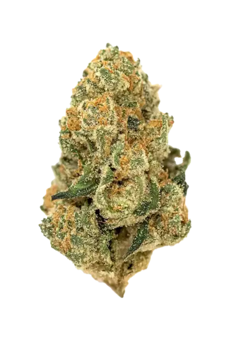 Donny Burger, yakıtımsı aroması ve 'e varan THC içeriğiyle bilinen indica dominant bir türdür. Bu eşsiz türün genetik yapısını keşfedin ve etkilerini görüntüleyin.