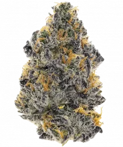 Shuga Seeds Dorayaki, çikolata ve tropikal meyve aromalarıyla öne çıkan indica baskın bir türdür. THC ile rahatlatıcı etkilerini keşfedin ve hemen görüntüleyin.