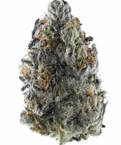 Do Si Dos 33, yakıtımsı ve tatlı aromaları ile öne çıkan Indica dominant bir türdür. Yüksek THC içeriğiyle derin rahatlama sağlar. Etkilerini keşfedin.