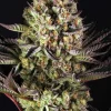Dos Si Dos 33 Feminized Esrar Tohumu (Barney's Farm)