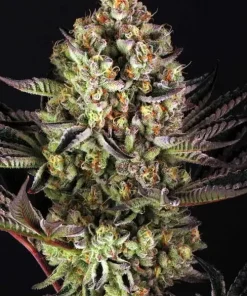 Dos Si Dos 33 Feminized Esrar Tohumu (Barney's Farm)