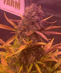 Dos Si Dos Auto Fem Esrar Tohumu (Barney's Farm)