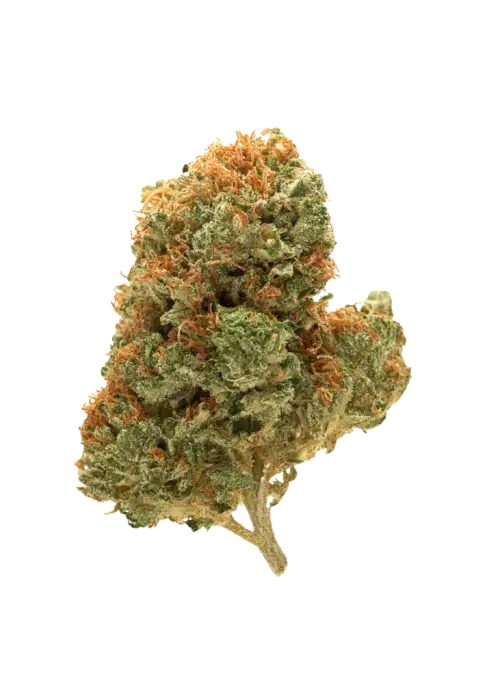 Double Afghani Kush, tatlı aroması ve rahatlatıcı etkisiyle bilinen Indica dominant bir türdür. Ağrı ve stresi azaltmaya yardımcı olabilir. Özelliklerini keşfedin.