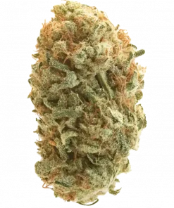 Double Bubble, tatlı meyve aromaları ve rahatlatıcı etkileriyle bilinen Indica dominant bir türdür. Stres ve uykusuzluğa iyi gelir. Özelliklerini keşfedin.