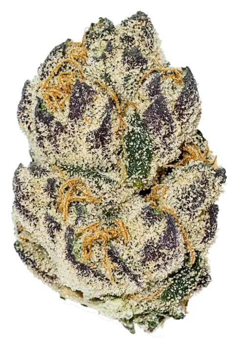 Double Burger, sert yakıtımsı aroması ve yüksek THC içeriğiyle öne çıkan Indica dominant bir türdür. Rahatlatıcı etkilerini ve genetik yapısını keşfedin.