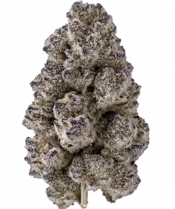 Double Delirium, yakıtımsı aroması ve THC oranıyla öne çıkan dengeli bir hibrit türdür. Yaratıcılığı artıran bu türün genetik yapısını keşfedin.