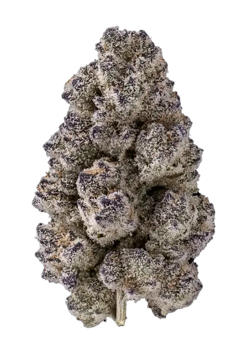 Double Delirium, yakıtımsı aroması ve THC oranıyla öne çıkan dengeli bir hibrit türdür. Yaratıcılığı artıran bu türün genetik yapısını keşfedin.