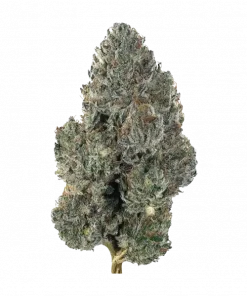 Double Dripped Strawberries, belirgin çilek aroması ve rahatlatıcı etkisiyle öne çıkan Indica dominant bir türdür. Uykusuzluk ve kas spazmları için ideal. Keşfedin.