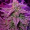 Double Grape Auto Fem Esrar Tohumu (Mephisto Genetics)