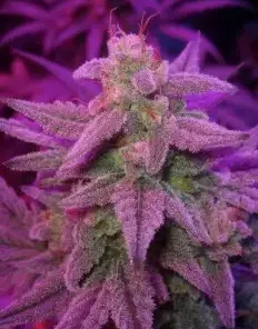 Double Grape Auto Fem Esrar Tohumu (Mephisto Genetics)