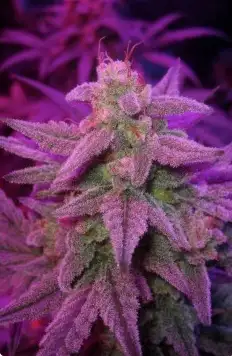 Double Grape Auto Fem Esrar Tohumu (Mephisto Genetics)