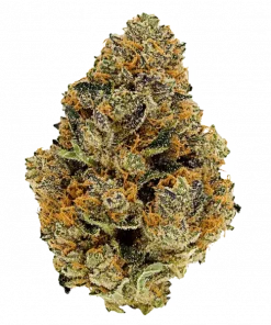 Double Lanterns, tatlı meyve ve yakıtımsı aromalarıyla öne çıkan dengeli bir hibrit türdür. Yüksek THC içeriğiyle yaratıcılığı artırır. Özelliklerini keşfedin.