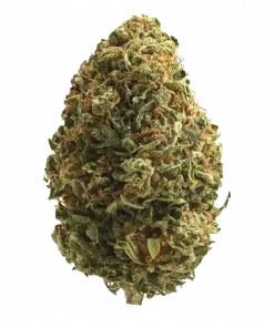 Double Lemon Pie, sert benzin kokusu ve yüksek THC içeriğiyle öne çıkan bir Sativa türüdür. Eşsiz aromasını ve etkilerini keşfedin.