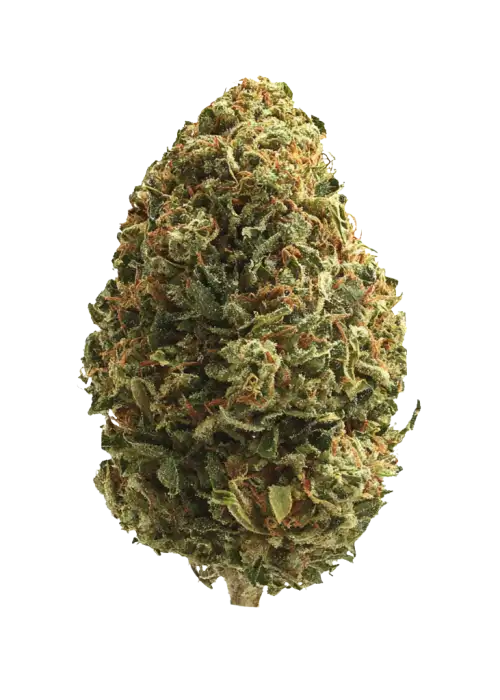 Double Lemon Pie, sert benzin kokusu ve yüksek THC içeriğiyle öne çıkan bir Sativa türüdür. Eşsiz aromasını ve etkilerini keşfedin.