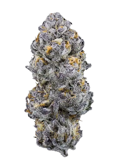 Double Sherb, tatlı meyve aromaları ve 'e varan THC içeriğiyle öne çıkan indica ağırlıklı bir türdür. Dengeli etkilerini keşfedin ve hemen görüntüleyin.