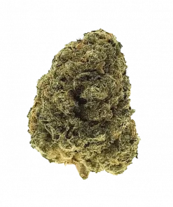 Double Stuffed Sorbet, tatlı böğürtlen aroması ve dengeli etkileriyle öne çıkan Indica baskın bir türdür. Yüksek THC içeriğiyle dikkat çeker. Özelliklerini keşfedin.