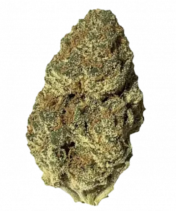 Dr. Grinspoon, tatlı narenciye aromaları ve yüksek enerjisiyle bilinen saf bir Sativa türüdür. Barney's Farm imzalı bu eşsiz genetiği keşfedin ve etkilerini görüntüleyin.