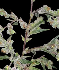 Dr. Grinspoon Feminized Esrar Tohumu (Barney's Farm)