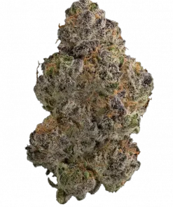 Dragon of the West, kremsi portakal aroması ve yüksek etki gücüyle bilinen özel bir türdür. Enerji verici etkilerini keşfedin ve benzersiz deneyimini görüntüleyin.