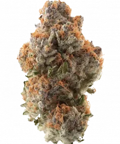 Dragon Breath, tatlı aroması ve dengeli etkileriyle öne çıkan bir hibrit türdür. Jack Herer genetiğiyle enerji verirken Northern Lights rahatlatır. Hemen keşfedin.