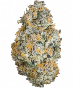 Dranoz, tatlı meyve aromaları ve rahatlatıcı etkileriyle bilinen dengeli bir hibrit türdür. Stres ve ağrı için ideal. Genetik yapısını keşfedin.