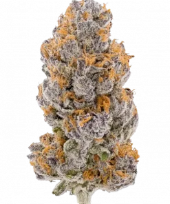 Dried Fruit, tropikal meyve ve fındık aromalı, yüksek THC'li bir hibrit türdür. Stresi azaltan ve rahatlatan etkileri keşfedin. Genetik yapısını görüntüleyin.