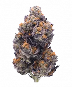 Drip City, tatlı meyve aromaları ve dengeli etkileriyle bilinen hibrit bir türdür. THC içeriğiyle öne çıkar. Genetik yapısını keşfedin ve deneyimleyin.