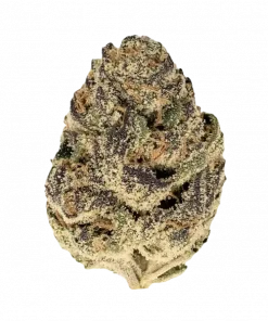 Drip Station, yaban mersini ve yakıtımsı aromalarıyla öne çıkan dengeli bir hibrit türdür. THC içeriğiyle dikkat çeker. Genetik yapısını ve etkilerini keşfedin.