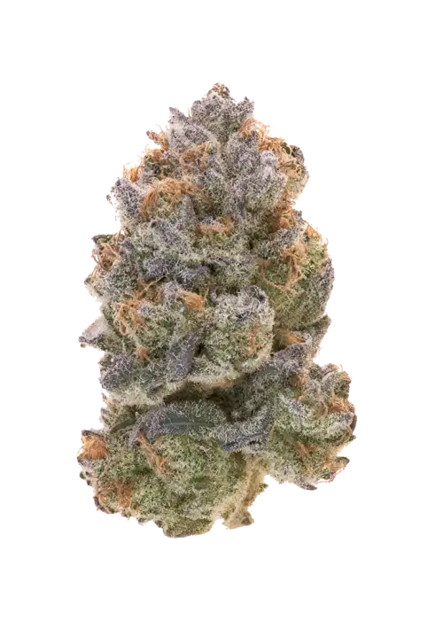 Dripicane, tatlı meyve aromaları ve rahatlatıcı etkileriyle bilinen Indica baskın bir türdür. İştah ve stresi azaltmaya yardımcı olabilir. Özelliklerini keşfedin.