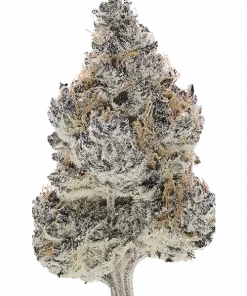 Drippin’ Ain’t Easy, yakıtımsı ve tatlı aromalarıyla öne çıkan indica baskın bir türdür. Yüksek THC içeriğiyle dikkat çeker. Genetik yapısını keşfedin.