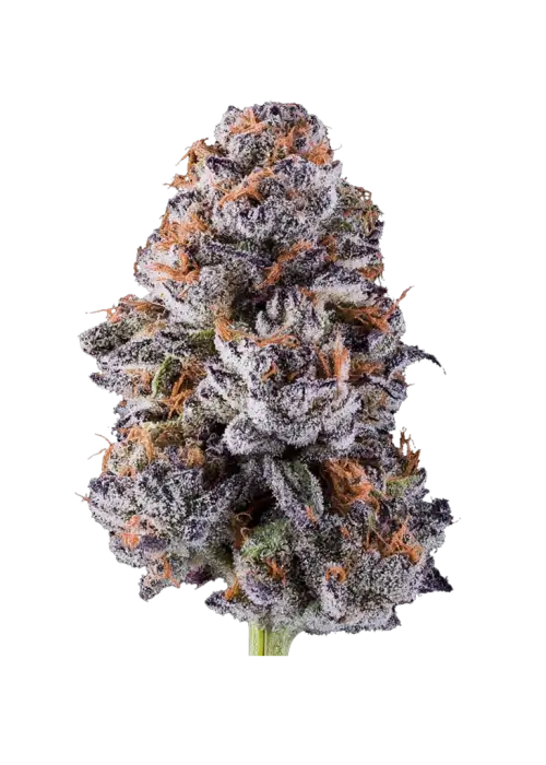 Dry Erase Marker, yakıtımsı aroması ve yüksek THC içeriğiyle öne çıkan dengeli bir hibrit türdür. Kalıcı etkilerini ve genetik yapısını keşfetmek için tıklayın!