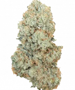 Dry Ice, yakıtımsı aroması ve dengeli etkileriyle öne çıkan hibrit bir türdür. Yüksek verim potansiyeliyle dikkat çeker. Genetik yapısını keşfedin.