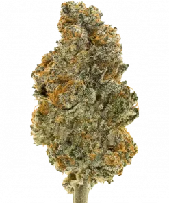 Duck Fat Fries, tatlı aroması ve rahatlatıcı etkileriyle öne çıkan dengeli bir hibrit türdür. Eşsiz genetik yapısını ve potansiyel faydalarını keşfedin.