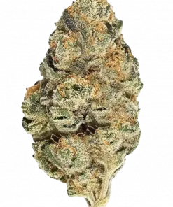 Duct Tape, çikolatalı benzin kokusu ve yüksek THC içeriğiyle bilinen dengeli bir hibrit türüdür. Bu eşsiz türün genetik yapısını ve potansiyel faydalarını keşfedin.