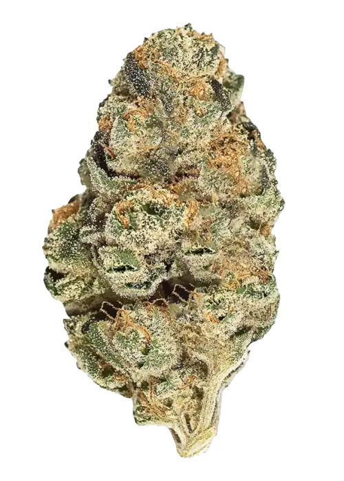 Duct Tape, çikolatalı benzin kokusu ve yüksek THC içeriğiyle bilinen dengeli bir hibrit türüdür. Bu eşsiz türün genetik yapısını ve potansiyel faydalarını keşfedin.