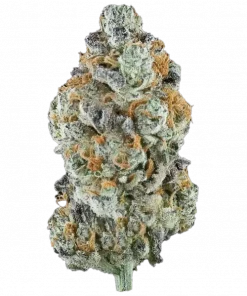 Dulce Con Gas, yakıtımsı aroması ve yüksek verimiyle öne çıkan dengeli bir hibrit türdür. Yaratıcılığı artıran etkilerini keşfedin ve hemen görüntüleyin.