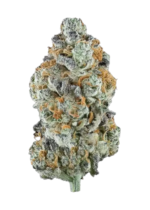 Dulce Con Gas, yakıtımsı aroması ve yüksek verimiyle öne çıkan dengeli bir hibrit türdür. Yaratıcılığı artıran etkilerini keşfedin ve hemen görüntüleyin.