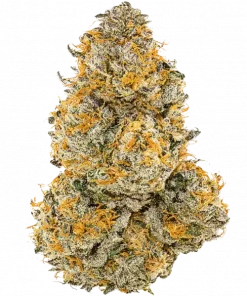 Durban Dew, tatlı ve meyveli aromasıyla öne çıkan Sativa baskın bir türdür. Yüksek zihinsel enerji ve yaratıcılık sunar. Genetik özelliklerini keşfedin.