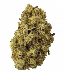 Durban Poison, benzersiz yakıtımsı aroması ve yüksek THC içeriğiyle bilinen saf bir Sativa türüdür. Enerjik etkilerini keşfedin ve genetik yapısını görüntüleyin.