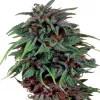 Durban Poison Feminized Esrar Tohumu (Dutch Passion)