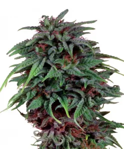 Durban Poison Feminized Esrar Tohumu (Dutch Passion)