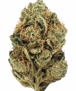 Dutch Treat, yakıtımsı aroması ve yüksek THC içeriğiyle bilinen indica baskın bir türdür. Kolay yetiştirme özelliklerini ve faydalarını keşfedin.