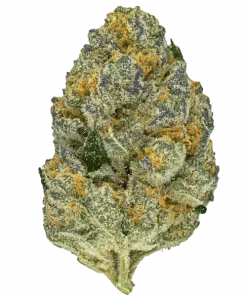 Dutch Treat Automatic, tatlı narenciye aromaları ve rahatlatıcı etkileriyle bilinen Indica baskın bir türdür. Spazmlara ve strese iyi gelir. Özelliklerini keşfedin.