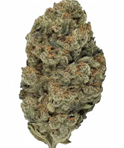 E85, tatlı kayısı aroması ve THC ile ciğere vuran bir hibrit türdür. Grandiflora Genetics imzalı bu türün genetik yapısını keşfedin ve etkilerini görüntüleyin.