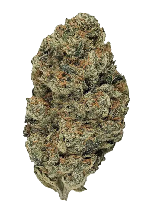 E85, tatlı kayısı aroması ve THC ile ciğere vuran bir hibrit türdür. Grandiflora Genetics imzalı bu türün genetik yapısını keşfedin ve etkilerini görüntüleyin.