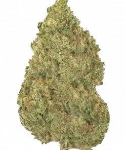 Early Frost, sert yakıtımsı aroması ve yüksek THC içeriğiyle öne çıkan dengeli bir hibrit türdür. Hızlı çiçeklenme özelliğiyle dikkat çeken bu türü keşfedin.