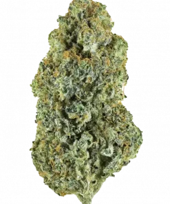 Early Girl, tatlı ve topraksı aromasıyla öne çıkan indica baskın bir türdür. Rahatlatıcı etkileriyle bilinen bu türü keşfedin ve genetik yapısını inceleyin.