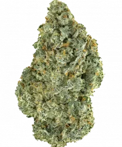 Early Pearl, enerji veren etkisi ve yüksek verimiyle bilinen sativa baskın bir türdür. Açık havada kolayca yetişir. Bu eşsiz türü keşfedin.