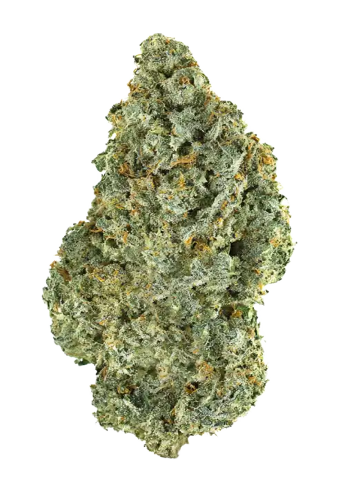 Early Pearl, enerji veren etkisi ve yüksek verimiyle bilinen sativa baskın bir türdür. Açık havada kolayca yetişir. Bu eşsiz türü keşfedin.